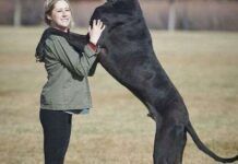 世界上最大的狗狗 - 大喬治