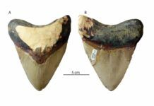 Megalodon-tooth-1280x720.jpg