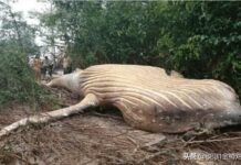 一頭約8米長的幼鯨在巴西亞馬遜森林被發現