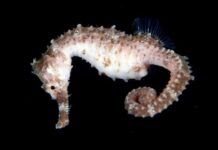 海洋生物的夜生活：在專業攝影師的鏡頭下，這些深海生物真美