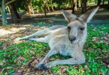 澳大利亞動物園除了考拉袋鼠，還有上百種動物，特別適合親子前往