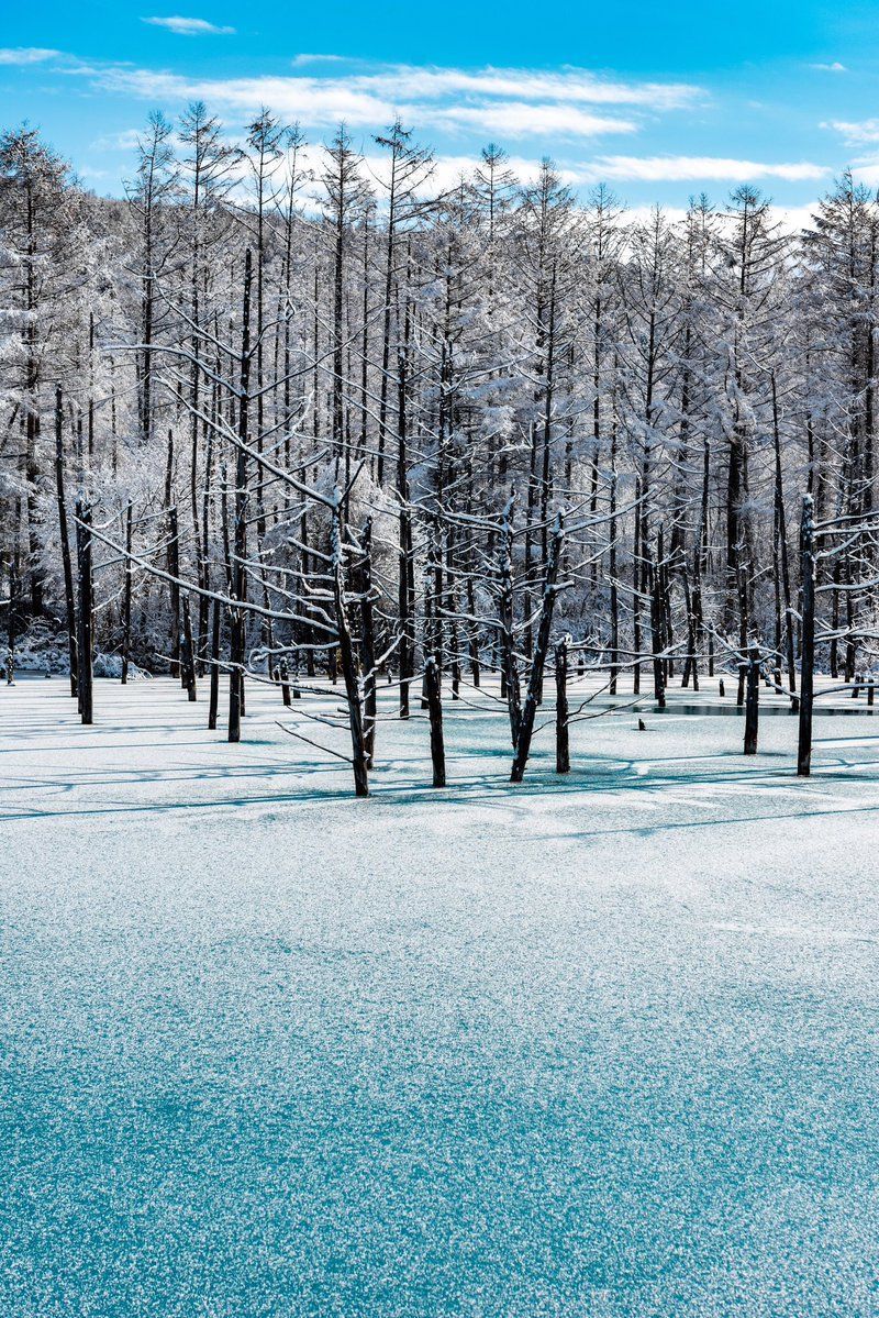北海道青池初落雪美到不似人間一到夜晚瞬間 變成魔幻風景 搜資訊