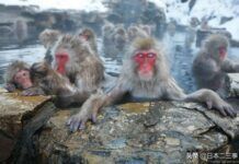 日本猴子為何喜歡泡溫泉？原因卻很簡單！