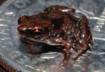 世界20種青蛙簡介圖：最小青蛙7.7毫米，最重3.25千克
