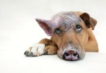 德國聯邦風險評估研究所申明非洲豬瘟對人的健康無害