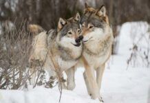 狼重歸南瑞典，它的老鄰居歐亞猞猁等它30年了