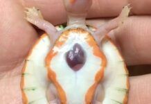 烏龜寶寶心髒長於體外奇跡存活