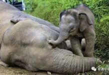 博茨瓦納大象數量驟降，非法捕獵是罪魁禍首