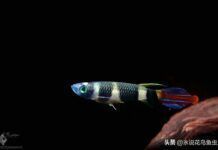 草缸中美麗的鱂魚小丑鱂魚