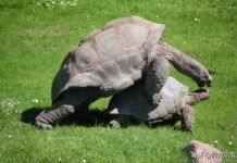 一隻被翻倒的巨龜是如何重新站在地面上的？