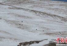 西藏阿里地區遭受多起強降雪，野生動物棲息地被大雪覆蓋，當地林業部門展開災後巡查。圖為野氂牛在雪中覓食。阿里地區森林公安局供圖