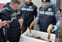 誰動了意大利的魚？華人吃魚成警方關注焦點