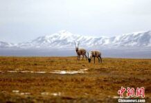 圖為兩只藏羚羊「結伴」而行。趙新錄 攝