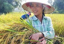 越南人口不多，地方也不太，為何還能有多餘的大米進行出口呢