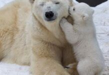 3個月大小北極熊給熊媽咬耳朵：媽，我愛你！