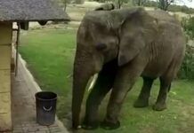 泰國大象撿人類生活垃圾爆紅！網友：慚愧！