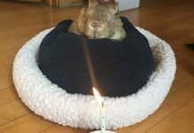 16歲的「米克」被吉尼斯宣佈為世界上最老的兔子