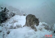 資料圖：紅外相機捕捉到的雪豹畫面。山水自然保護中心 供圖