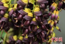 植物園內生長的深紫色禾雀花。華南植物園供圖