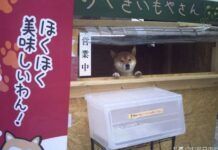 日本這家店讓柴犬看店，客人付款後柴柴還會這樣做……