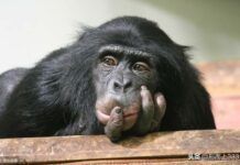 黑猩猩能被視為「人」嗎？它們能擁有所謂的「人權」嗎?