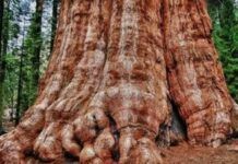 地球最老的一棵樹，樹齡3500年超47層樓高，20人才能抱住