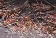 吃野生大龍蝦就像吃家常便飯一樣的桑給巴爾島窮得只剩下龍蝦！