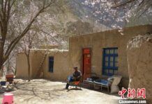 新疆塔縣杏花盛開深度體驗游吸引遊客