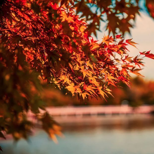 內附神仙福利墨爾本紅葉季官方指南為什麼我拍的紅葉比你的美 搜資訊