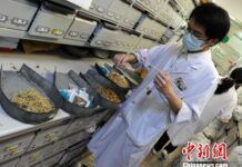 4月13日，一名中藥師在福建省第二人民醫院中藥房現場操作如何用藿香、金銀花、大青葉、蘆根中藥材配製成預防人感染H7N9禽流感的中藥。中新社發 劉可耕 攝