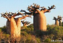 非洲的「生命之樹」：猴麵包樹