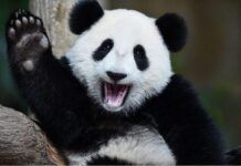 全球唯一被退貨的大熊貓，4年租期2年就回國，動物園：養不起！