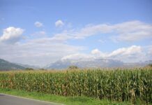 1280px-Field,_corn,_Liechtenstein,_Mountains,_Alps,_Vaduz,_sky,_clouds,_landscape.jpg
