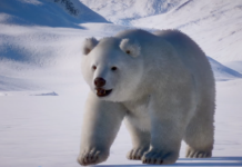 《動物園之星》首款DLC已正式推出 與北極熊相約！動物園之星