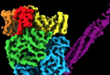 新研究繪制出副粘病毒3D原子結構 助力抗病毒藥物開發