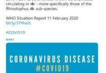 世衛組織報告：新冠病毒與菊頭蝠冠狀病毒有關聯