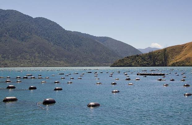 新西蘭北島遭遇乾旱天氣 成千上萬貽貝被「烤熟」致死