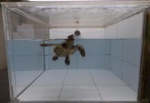 研究稱海龜可能被致命的塑料吸引  因為它聞起來像食物