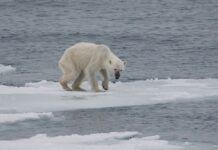 全球氣候變暖或使北極冰塊消失