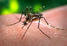 科學家警告：氣候變化或加快「傳病蚊」的全球入侵潛力