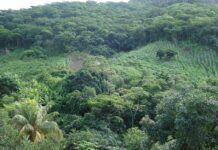 研究報告說巴西去年森林面積減少逾百萬公頃