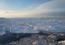 研究稱南極海冰大量流失將威脅海洋生物的生存