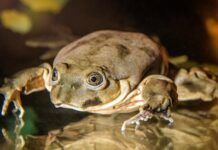 研究稱的的喀喀湖的「陰囊蛙」已嚴重瀕危