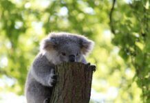 報告：新南威爾士州考拉將在2050年滅絕