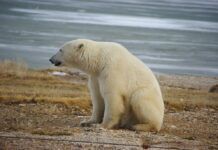 西伯利亞遇史上最熱6月：野火肆虐致碳排放激增 北極熊進城覓食