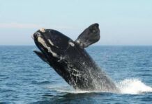 IUCN：北大西洋露脊鯨、狐猿及歐洲倉鼠成為極度瀕危物種
