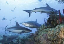 研究發現： 全球20%珊瑚礁中的鯊魚已經 “功能性滅絕”