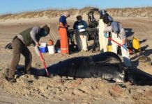 一頭露脊鯨幼鯨屍體在北卡海岸被發現 NOAA：產仔季節進入毀滅階段
