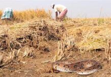印度每年4.59萬人被蛇咬死