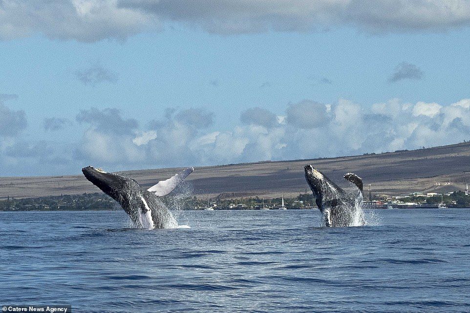 40噸的神同步！幸運拍到「座頭鯨一起出水」　網驚喜：在練水上芭蕾？